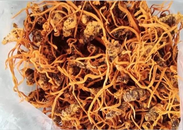 蟲(chóng)草不只有冬蟲(chóng)夏草一種，蛹蟲(chóng)草的這些作用并不遜色！